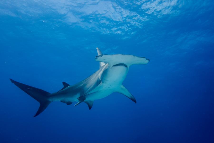 Откриха на Галапагоските острови място, където се размножават застрашените акули чук