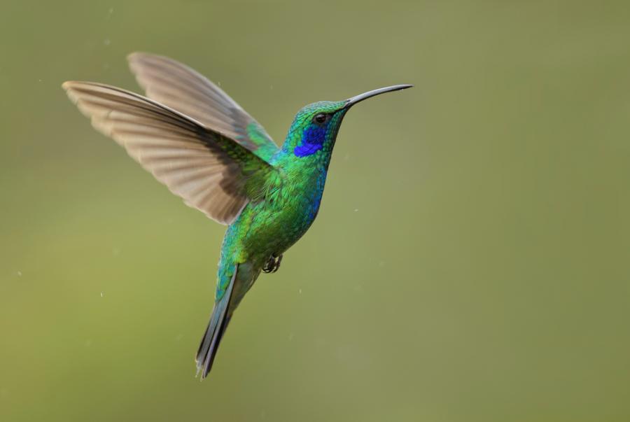 Чаровното колибри с най-дребните яйца