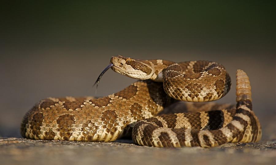 Криворазбраните гърмящи змии имат и нежна страна
