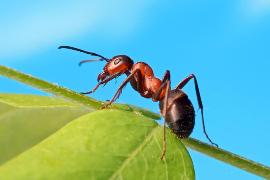 Виц: Бабо мравке на новобългарски