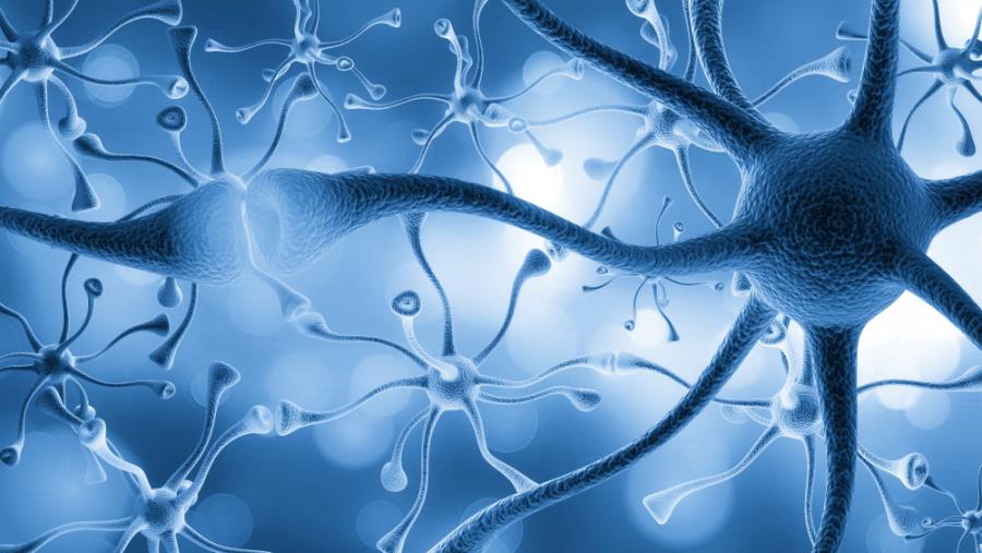 Идентифицираха ключов протеин за производството на нови неврони за паметта и обучението в мозъка на възрастни