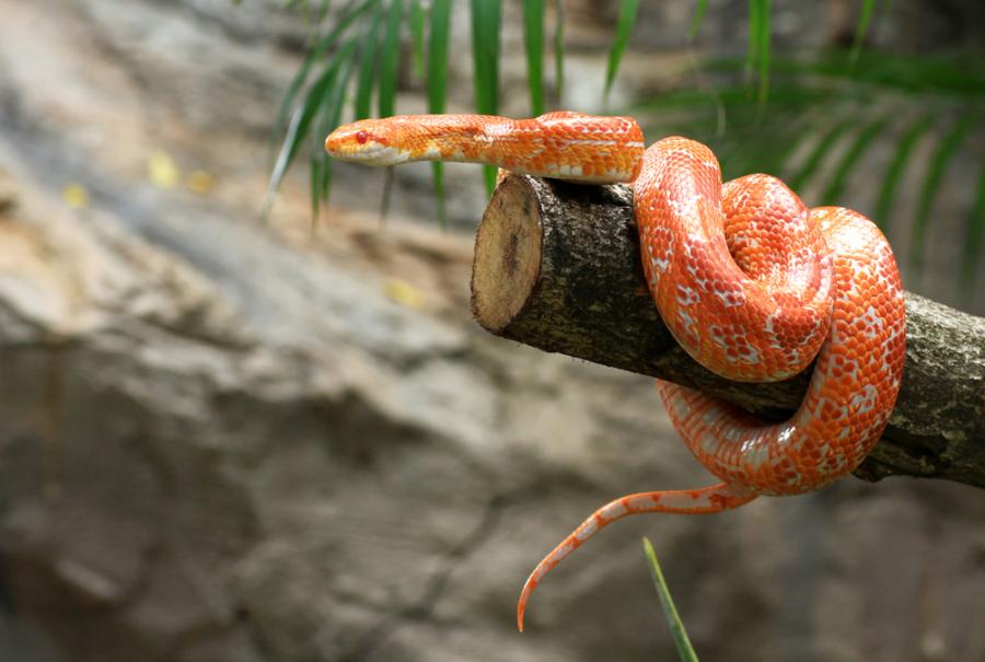 Синтетично антитяло неутрализира смъртоносната отрова на много видове змии