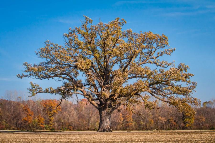 Рядък тип древни и изключително дълголетни дървета поддържат своите гори живи