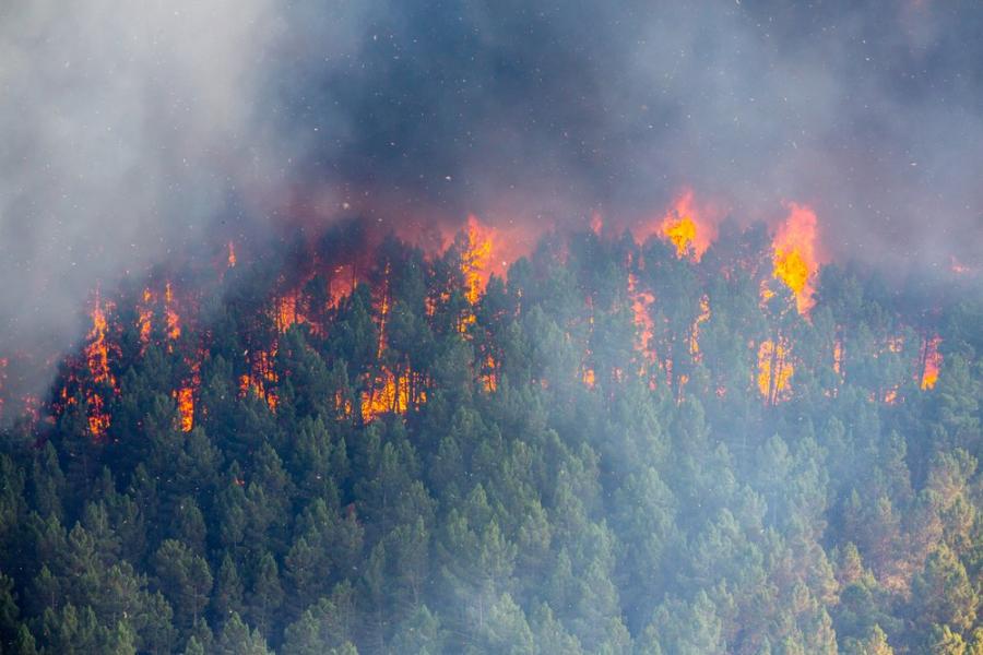 Изменението на климата увеличава честотата и мащаба на пожарите