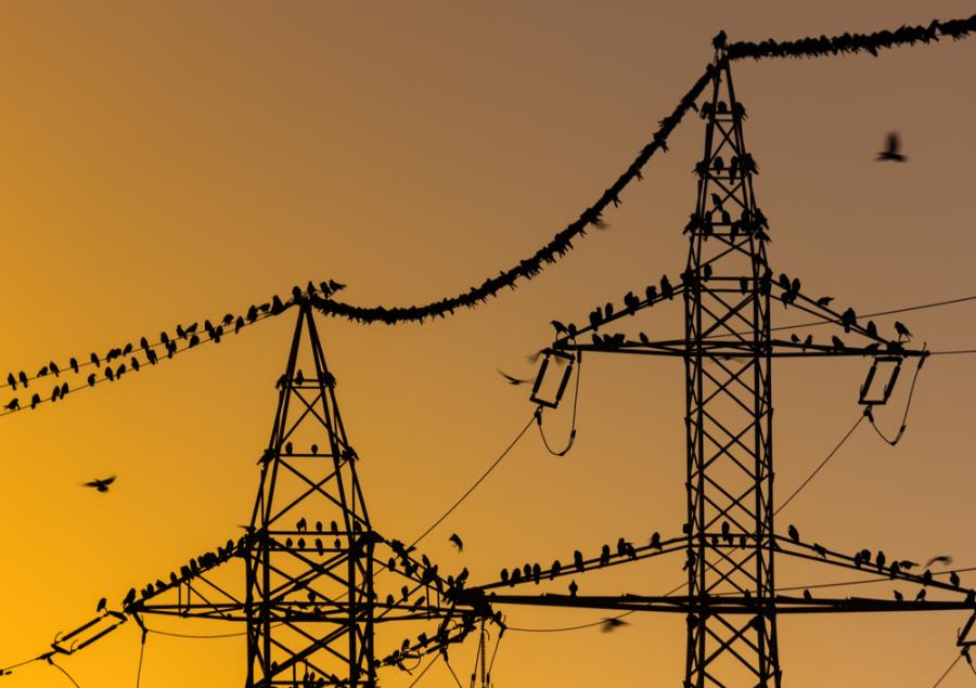 Защо птиците, кацнали по жиците, не ги хваща ток?