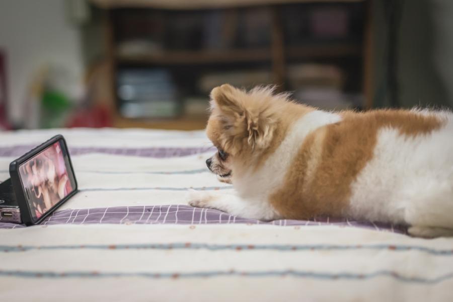Кучетата предпочитат телевизионни предавания с други кучета и документални филми за природата