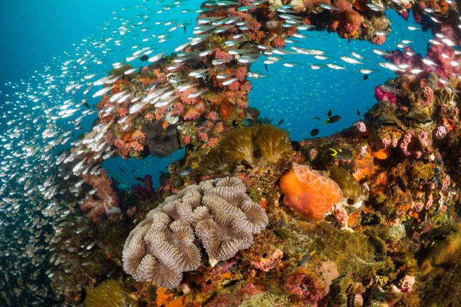 Части от Големия бариерен риф в Австралия имат най-голямо коралово покритие от 36 години насам