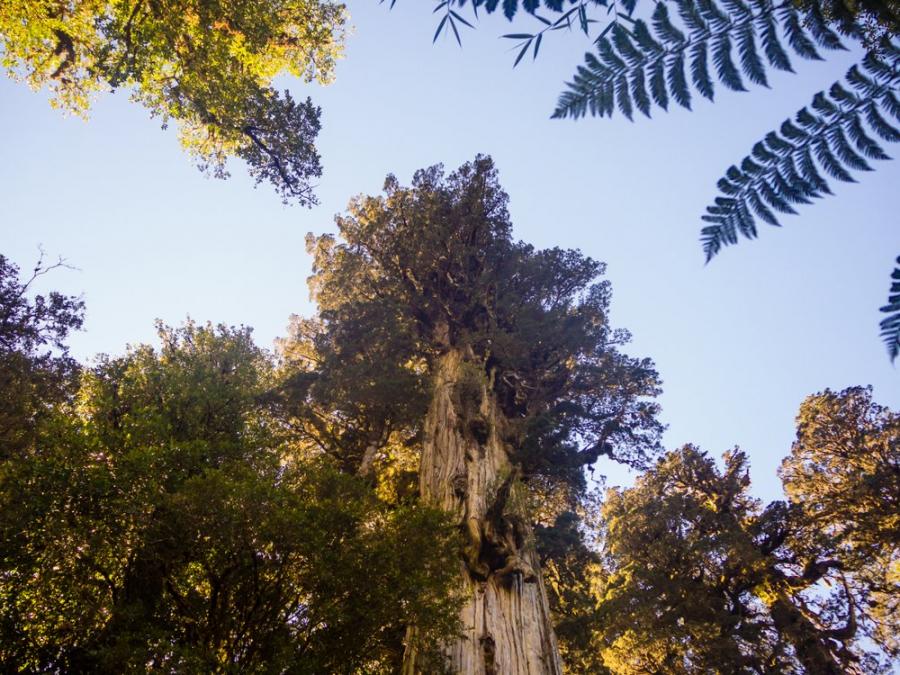 Дърво на 5000 години в Чили е 