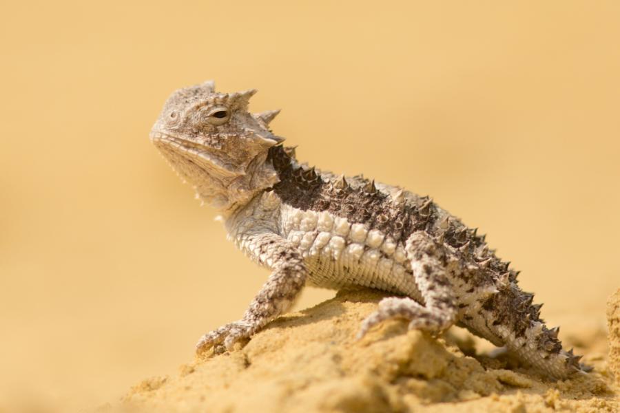 Най-странното приложение на кръвта