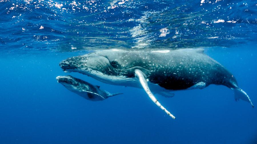Учени заснеха изключително рядко видео на гърбат кит, който кърми малкото си