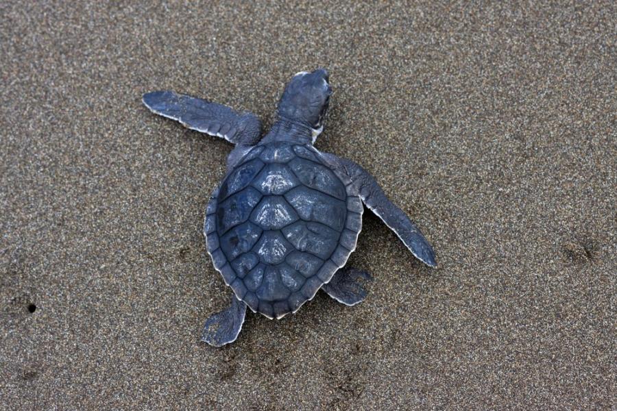 Най-малката морска костенурка в света се размножава в Луизиана за първи път от 75 години