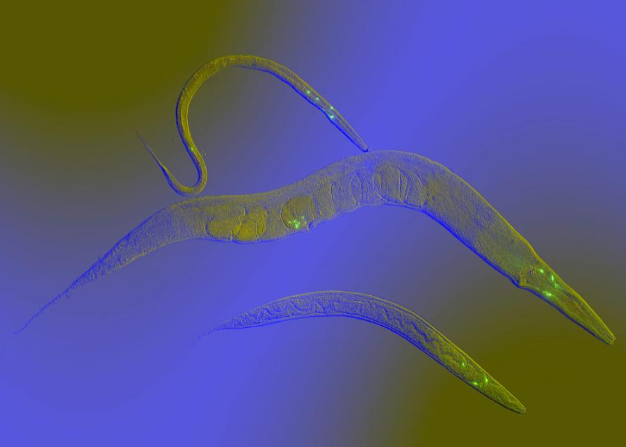 Японска биотехнологична компания използва миниатюрни червеи за ранна диагностика на рак