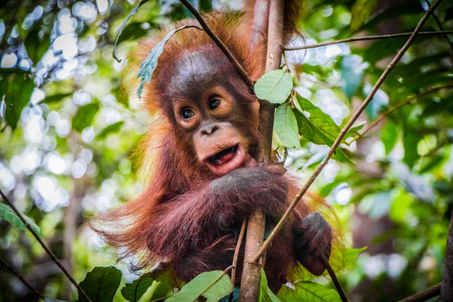 Орангутаните могат да издават по два звука едновременно