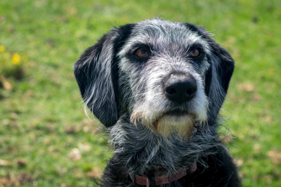 Когато слухът на възрастните кучета започва да отслабва, рискът от деменция се увеличава