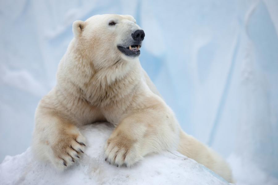 Учени разработиха прежда, вдъхновена от козината на бялата мечка 