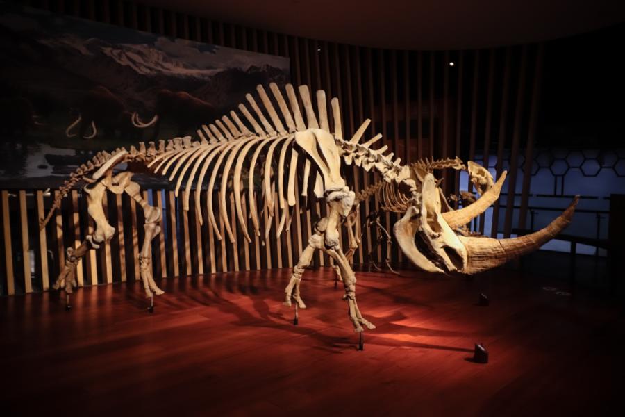 Учени възстановиха генома на вълнест носорог, изяден от вълци през последната ледниковата епоха