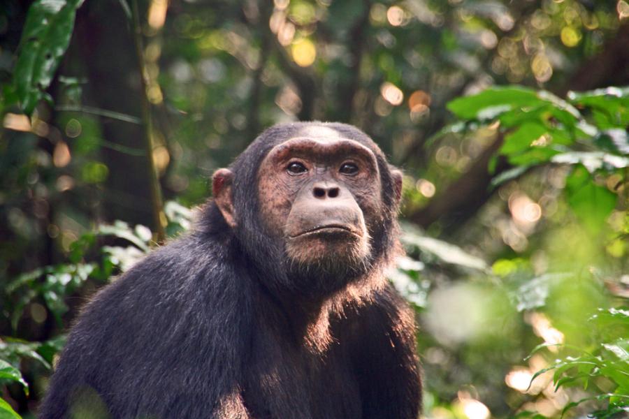 За първи път шимпанзета бяха забелязани да убиват горили