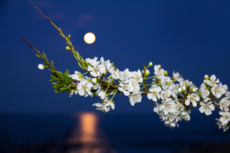 Тазседмичната Суперлуна „Цвете“ ще бъде последната за 2020-а