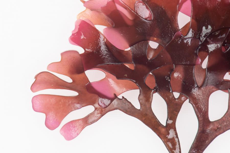 Това водорасло има вкус на... бекон