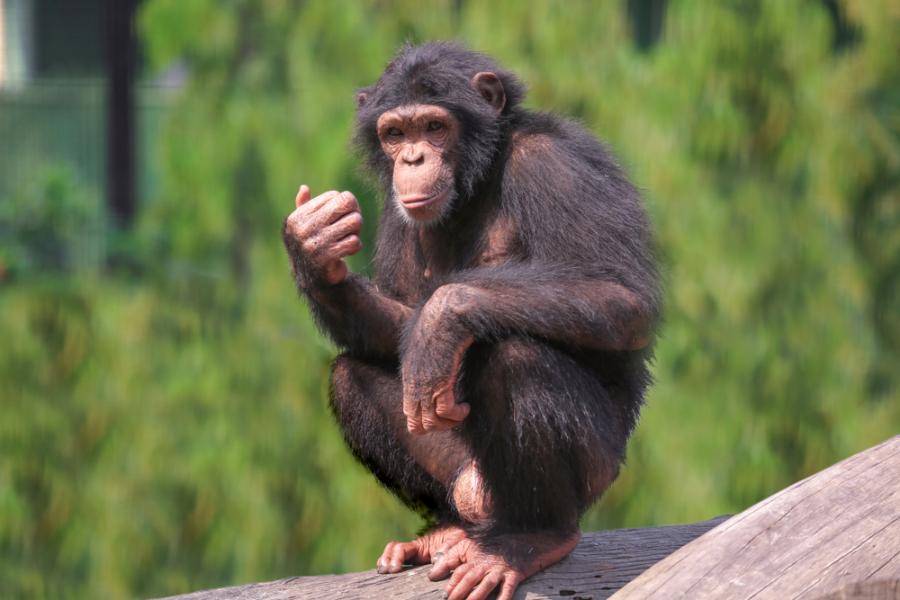 Шимпанзетата могат да готвят