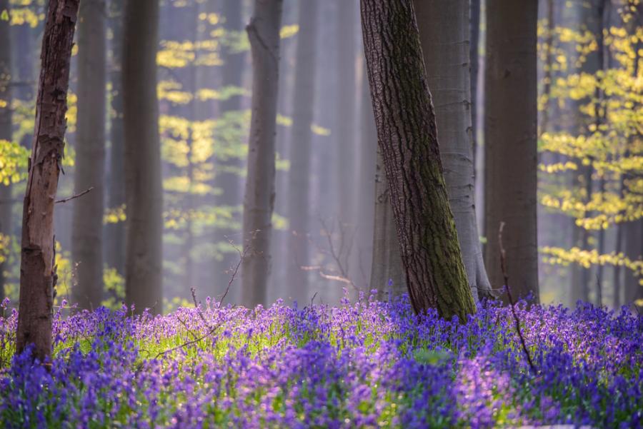 В Белгия има мистична гора, покрита със сини кабанки