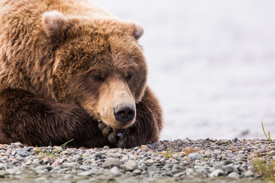 Мечките излизат от зимния си сън месец по-рано заради горещата зима