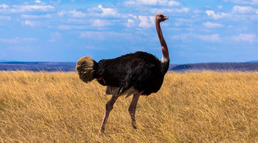 Древните щрауси и ему са можели да летят и да прекосяват океани