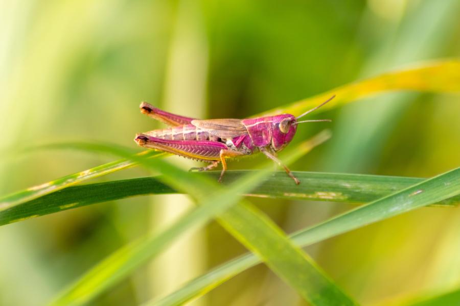 Да, има и розови скакалци!