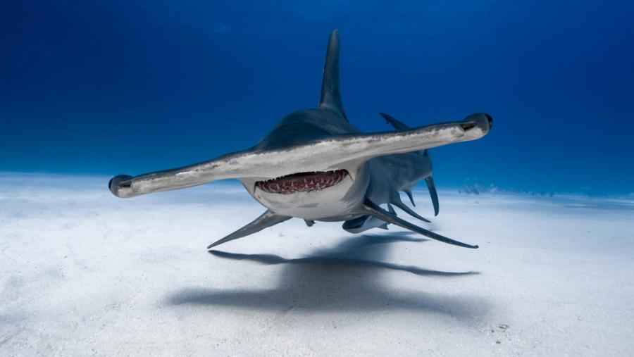 Защо акулите чук имат глави с формата на чук?