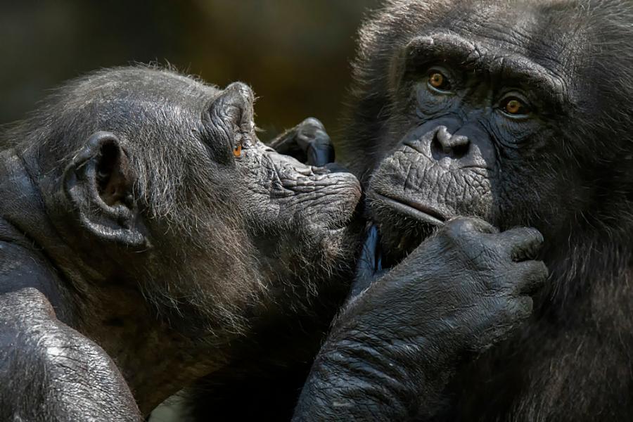 Шимпанзетата са способни на сложни комбинации от звуци, подобни на човешките