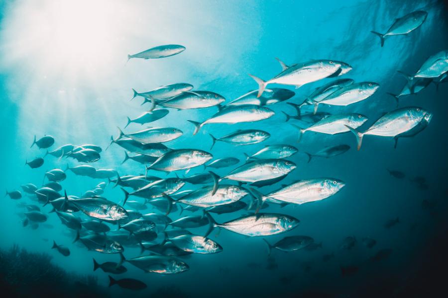 Много риби се насочват към по-студени води заради глобалното затопляне