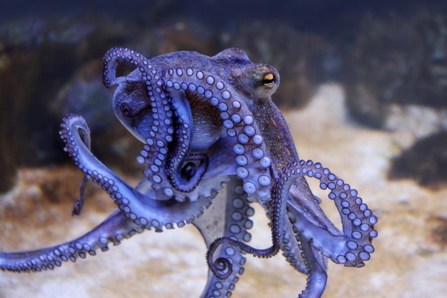 Мозъците на октоподите са еволюирали по начин, сходен с този на нашите собствени