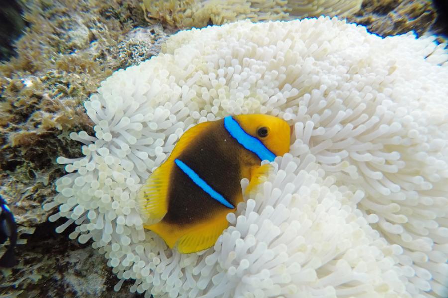 Как спят рибите?