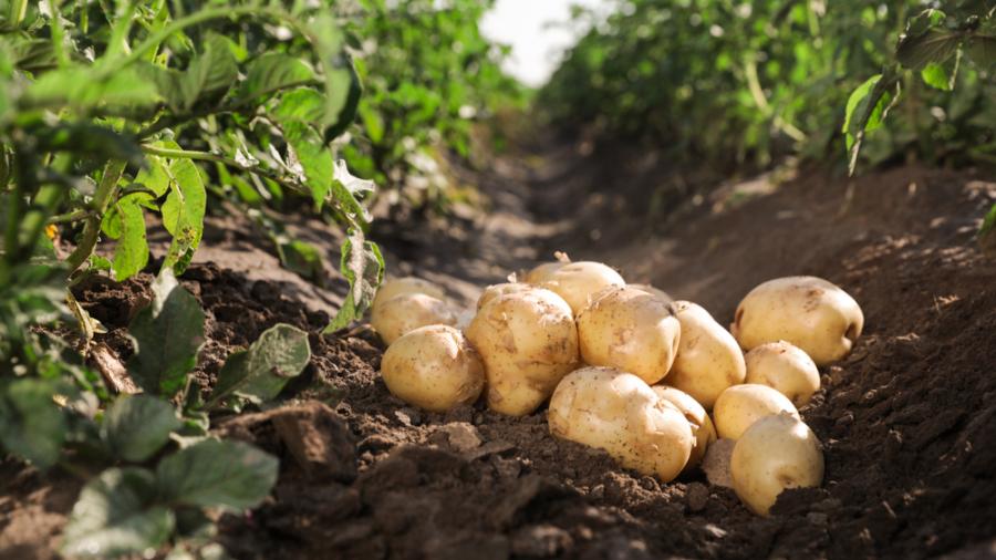 Картофите могат да поглъщат и разпръскват Wi-Fi: 22 интересни факта за храната