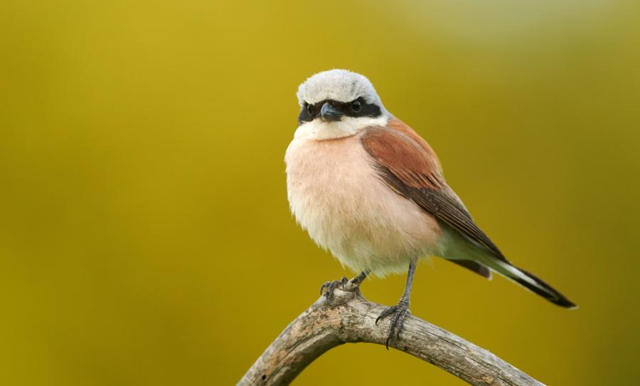 Насекомоядните птици са сред най-уязвимите видове в България