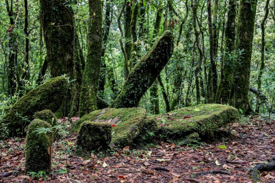 Свещените гори са застрашени от климатичните промени, замърсяването и урбанизацията 