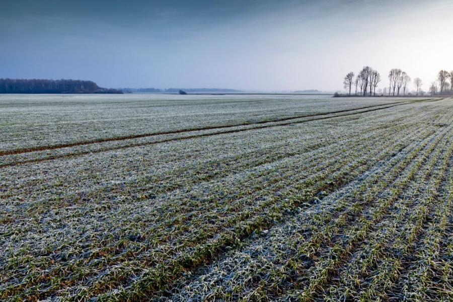 Устойчиви ли са на изменението на климата добивите при зимните житни култури?