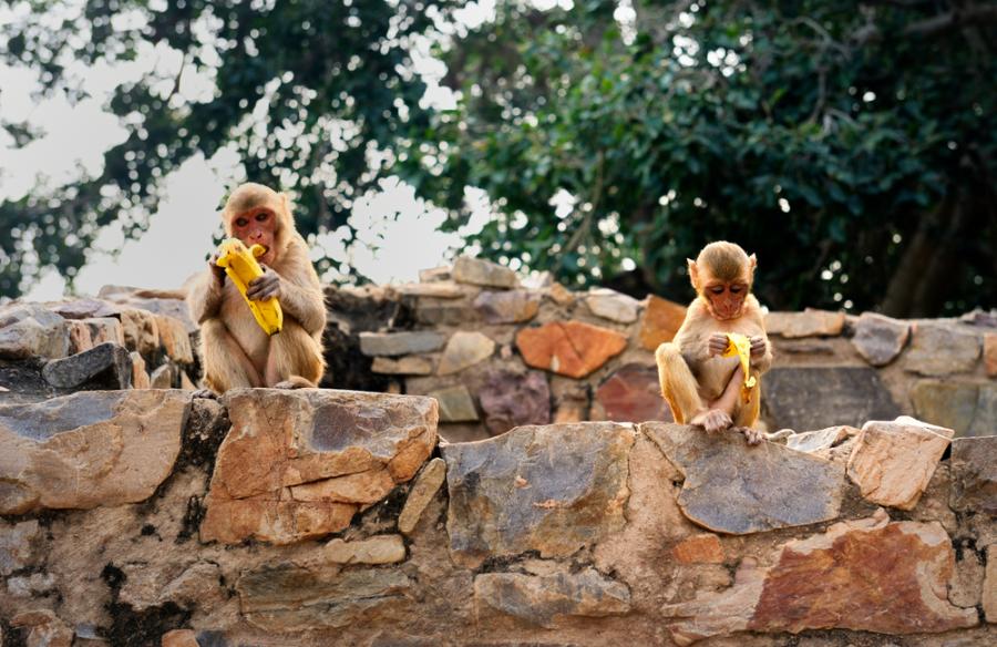 Маймуни нападнаха лаборант в Индия и откраднаха положителни проби за коронавирус