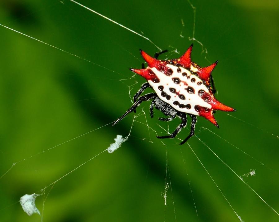Вижте това невероятно таймлапс видео на паяк, изплитащ своята паяжина