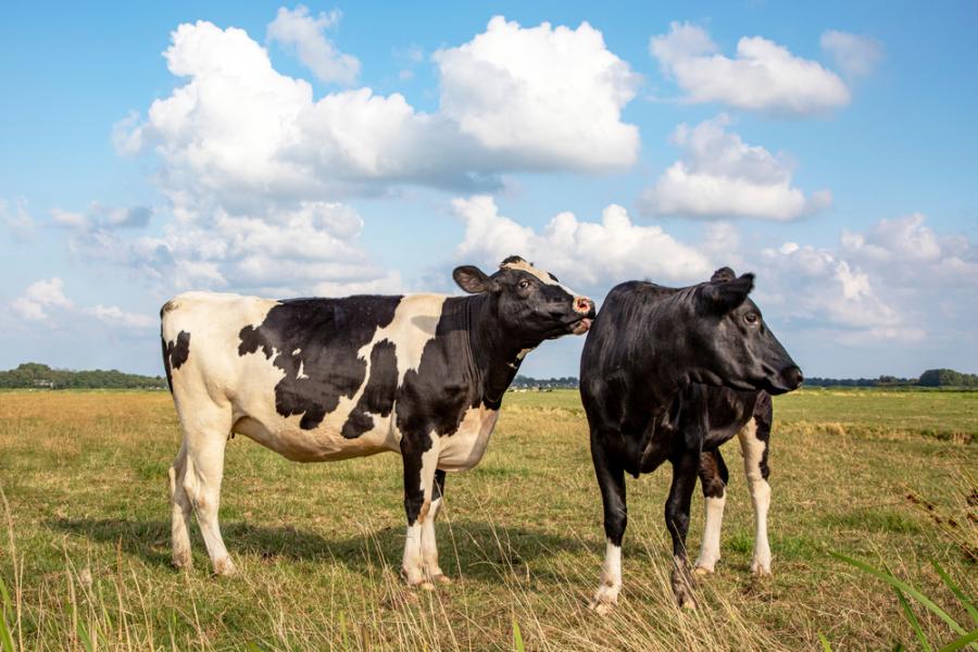 Млекодайните крави имат сложни взаимоотношения, които се променят, когато се преместват