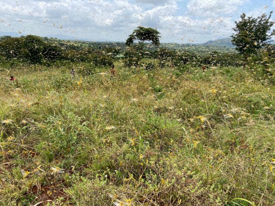 Oткриха спирачка за канибализма при скакалците