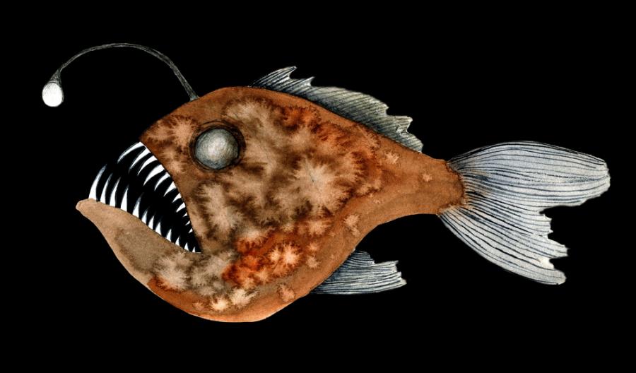 Риба въдичар