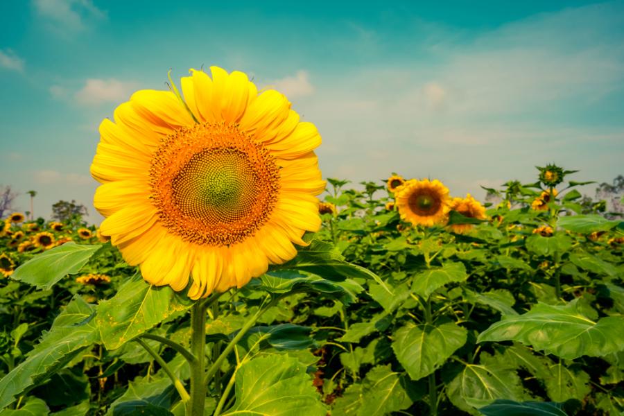 Кое цвете сте според деня на своето раждане и какво разкрива то за вас