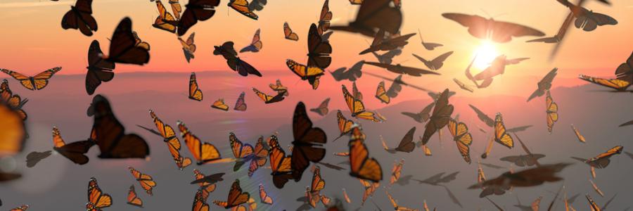 Пеперудите Монарх пътешестват 4000 км всяка година