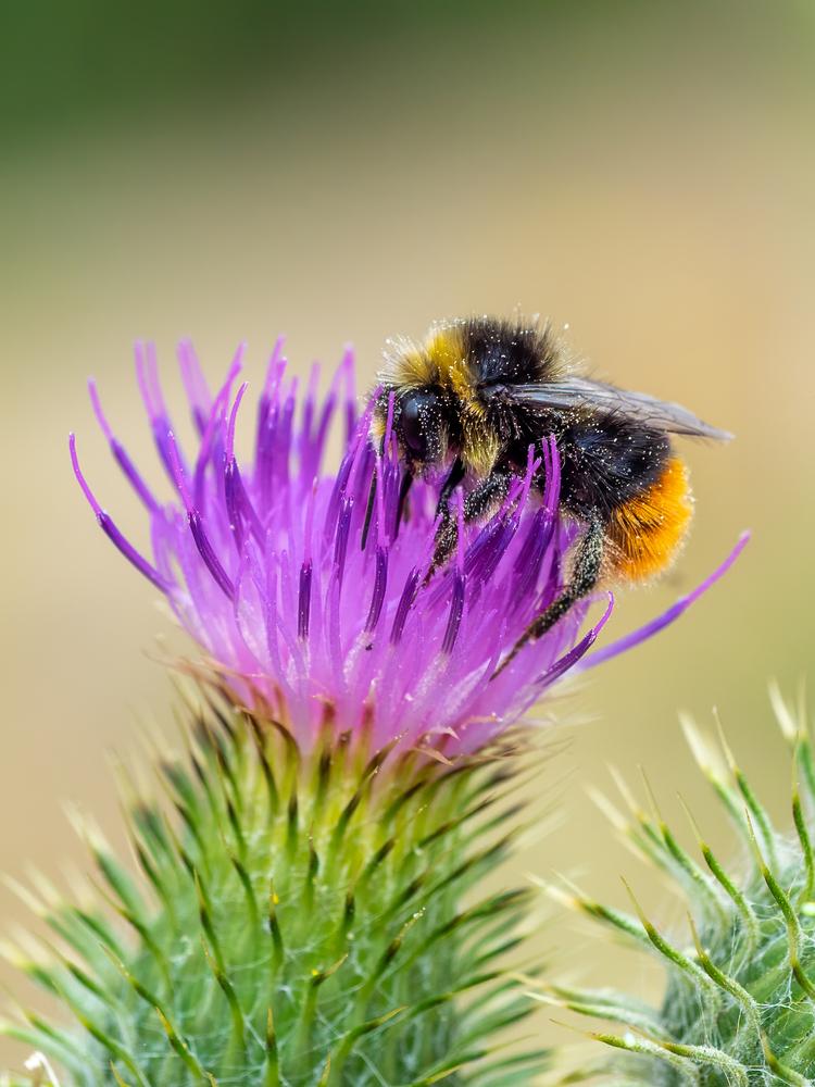 Някои видове пчели са толкова умни, че могат да решават сложни задачи