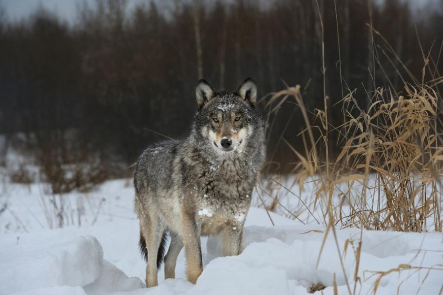 Вълците-мутанти от Чернобил са развили противоракови способности