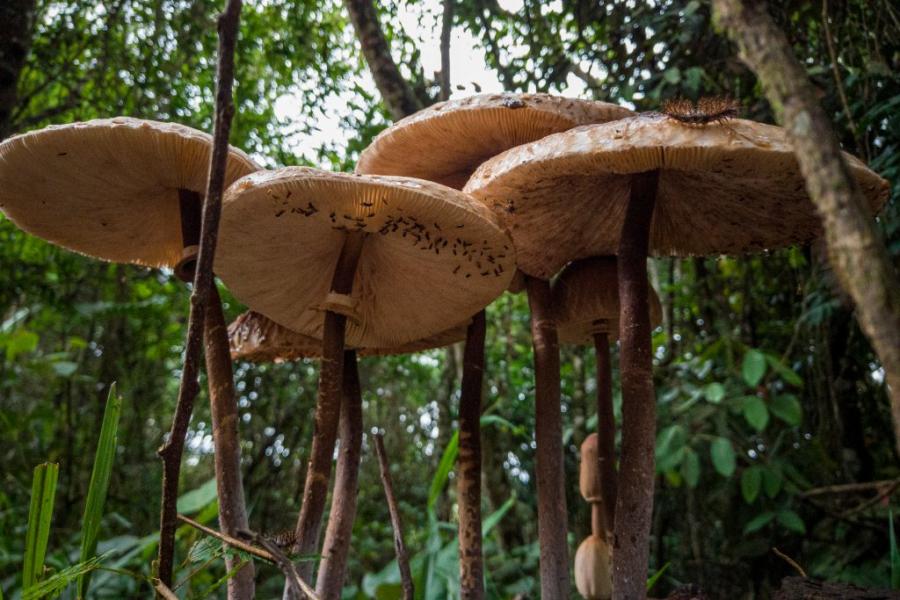 Някога Земята е била покрита с гигантски гъби