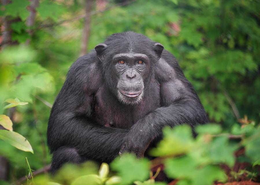 Тийнейджърите и младите шимпанзета имат сходно рисково поведение