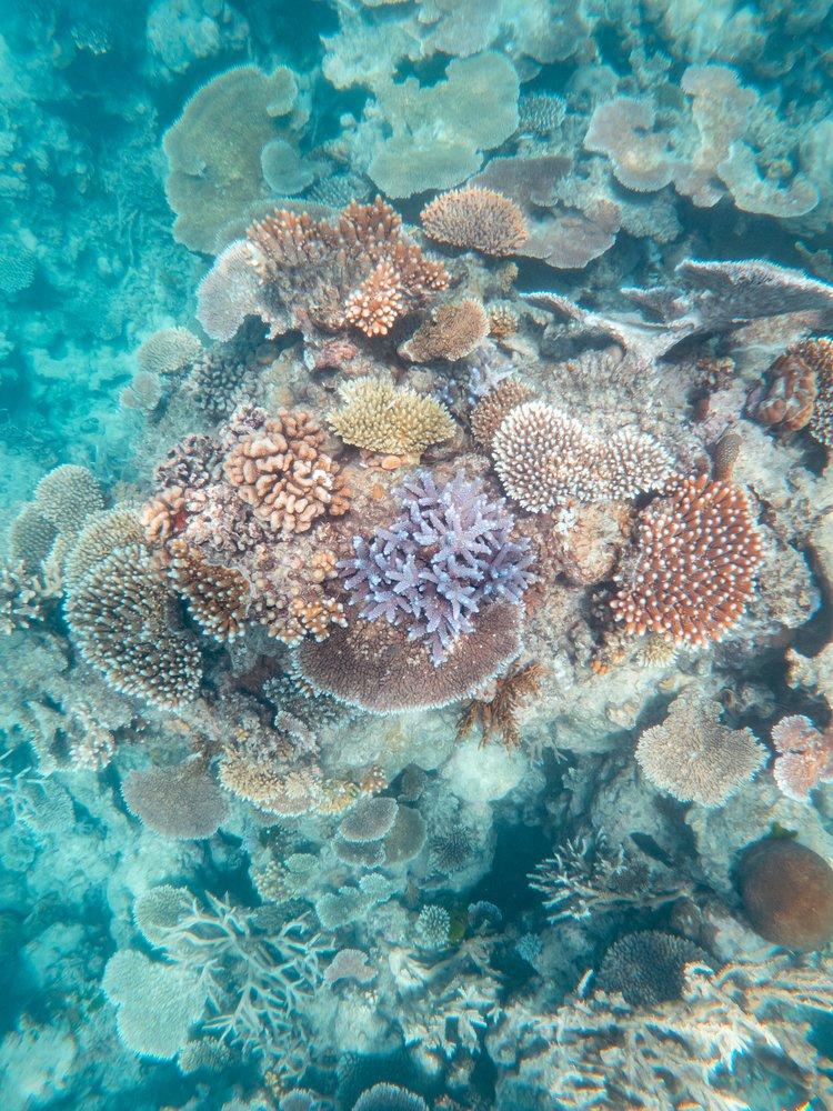 От 1995-а насам сме изгубили над 50% от коралите в Големия бариерен риф