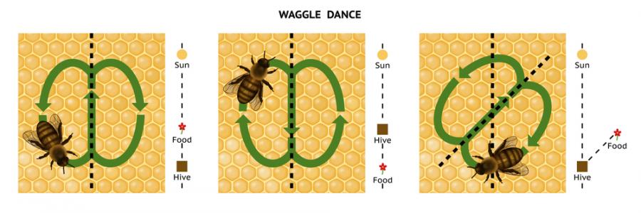 Пчелата може да се похвали с най-добрия компас